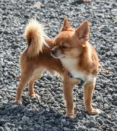 Beautiful and cute red and white haired and little dog stands on a gray pebble