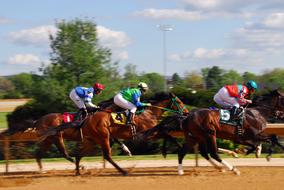 Horse Racing Race Racehorse