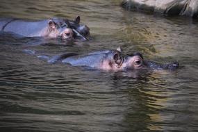 two Hippopotamus in water