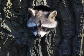 Raccoon Construction Animal World
