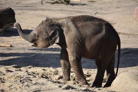 Baby Elephant with open mouth and trunk up