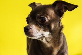 impressively beautiful Chihuahua Dog