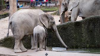 Elephant Zoo Wuppertal