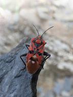 red-black beetle sits on a stone