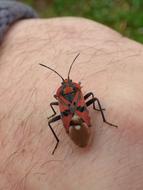red beetle on hairy arm close up
