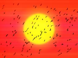 flock of birds in front of the sun