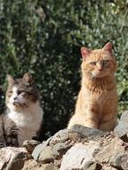 Cats Freedom Feline Look