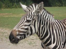 fabulous Zebra