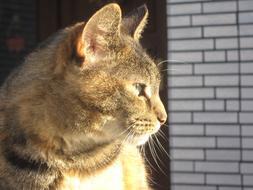 Cat Animal sun