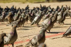Pigeons Permian Birds