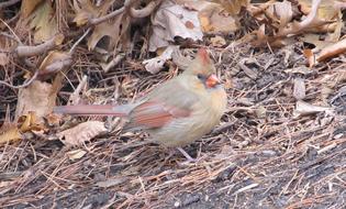 feathered bird on the ground
