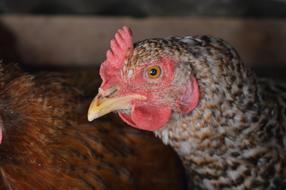 brown Hen