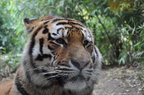 Allwetterzoo Münster Siberian