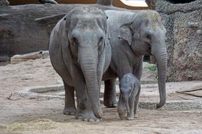 elephant family at the zoo