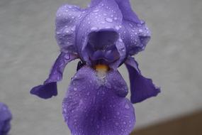 Lily Drop Of Water Flower