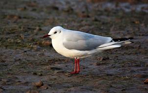 goodly white Seagull Bird