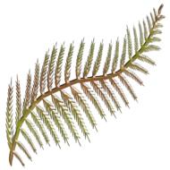 flora fern frond shape stylised
