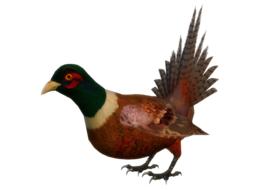 Pheasant, game bird, render