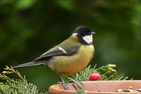 perfect Bird Tit in garden