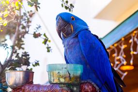 blue Parrot bird