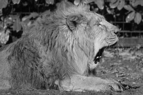 goodly Lion Animal Predator