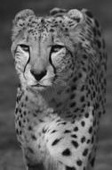 Leopard Predator black and white