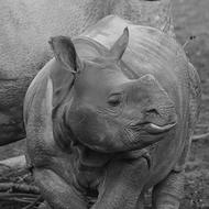 rhinoceros in black and white background