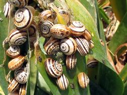 Snails Turkey