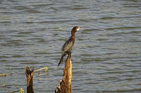 Bird Water Little