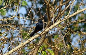 Indian robin among the branches on a sunny day