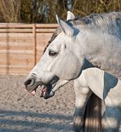 white laughing horse