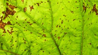Leaf Detail Foliage Green