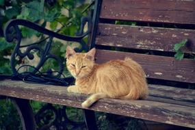 red cat rests on wooden Bench