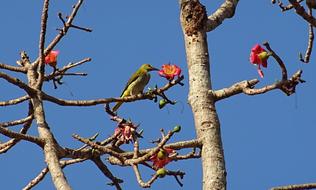 Golden Oriole Bird on tree