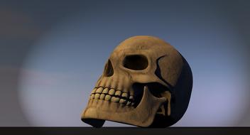 human skull, 3d model