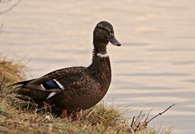 impressively beautiful Duck Bird Winter Water