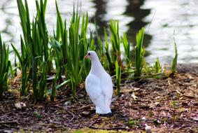 goodly Dove Bird