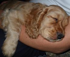 Duke Sweet Dream Laid