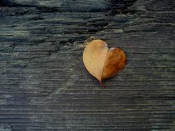 fall leaf on the pavement