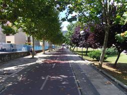 beautiful street with trees