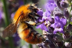 goodly Insect Bee orange