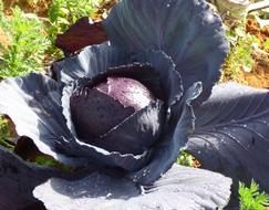 ripe cauliflower