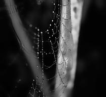 wet web in the garden