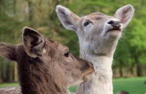 Deer Animals
