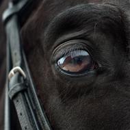 black Horse Eye