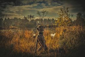 hunting dog sits among autumn grass