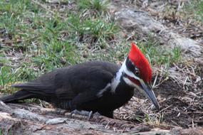 fabulous Woodpecker