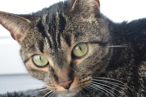 fabulous Chat Cat