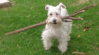Schnauzer Dog Pet