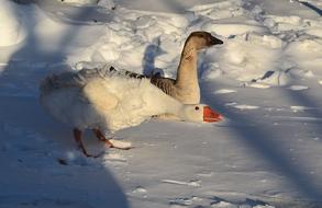 goodly Geese Snow